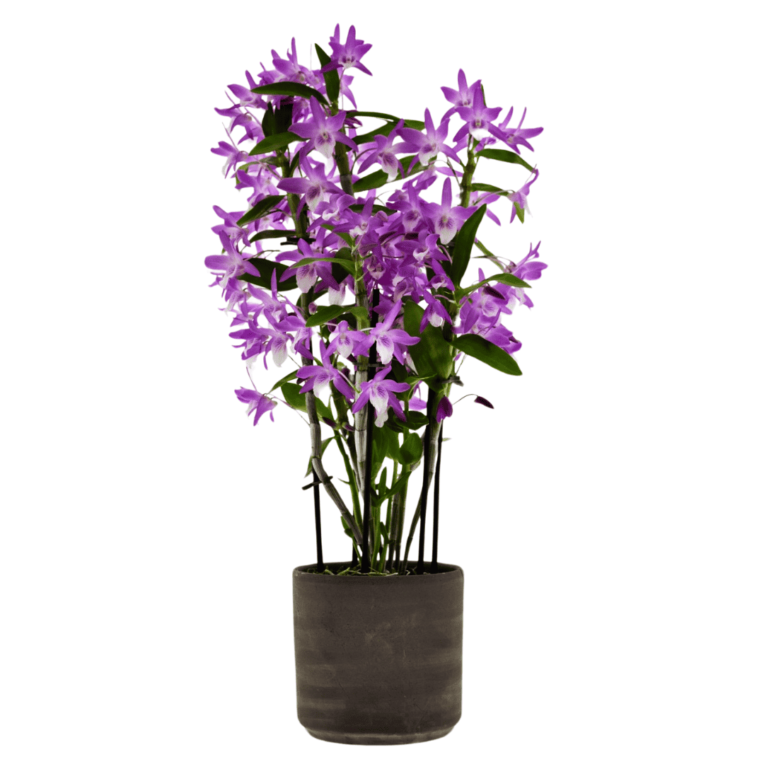 Dendrobium Rainbow Dance -