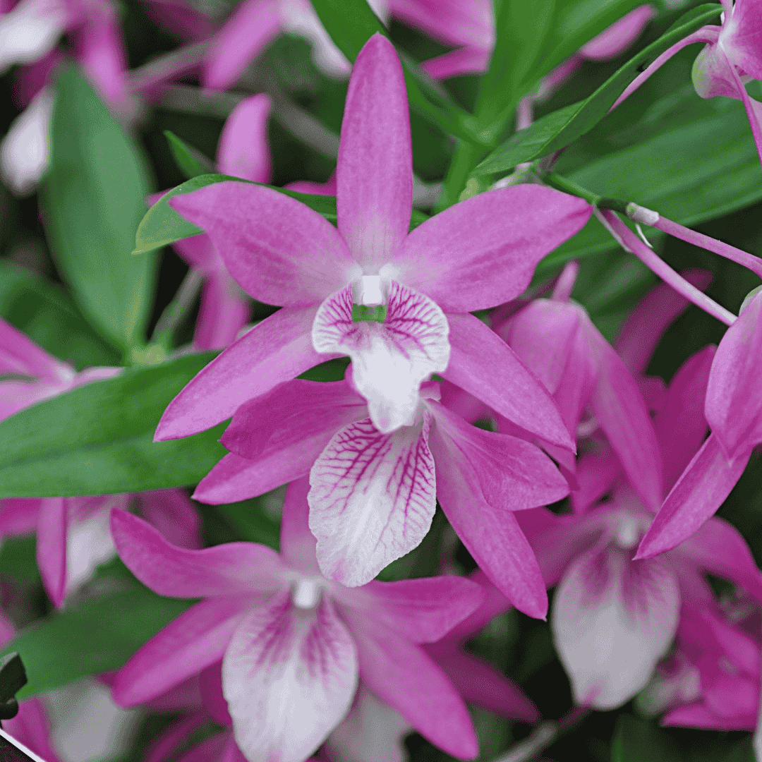 Dendrobium Rainbow Dance -