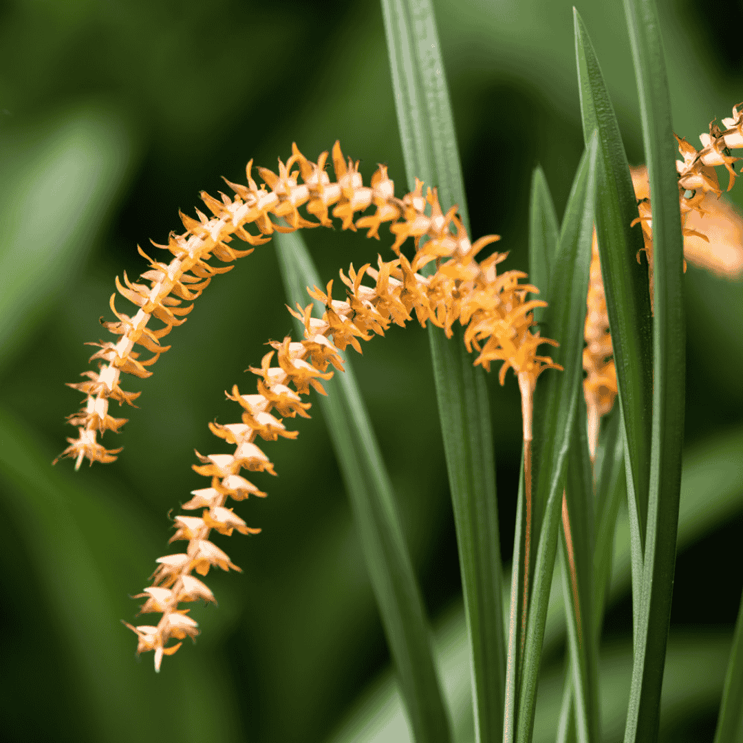 Dendrochilum Wenzellii -