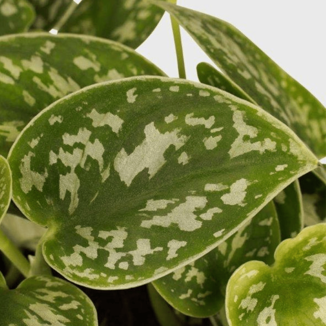 Epipremnum Scindapsus Pictus Ø9 -