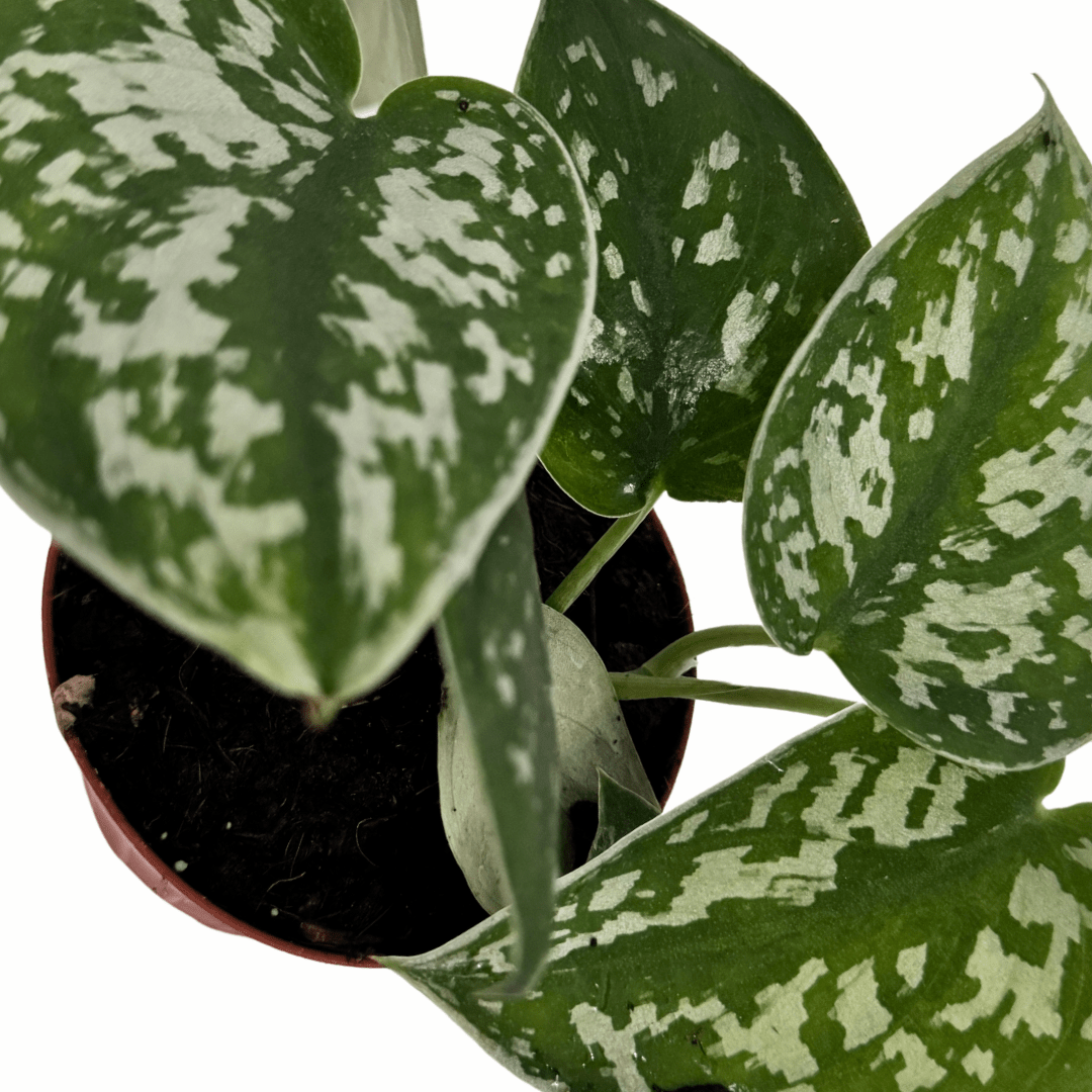 Epipremnum Scindapsus Pictus Ø9 -