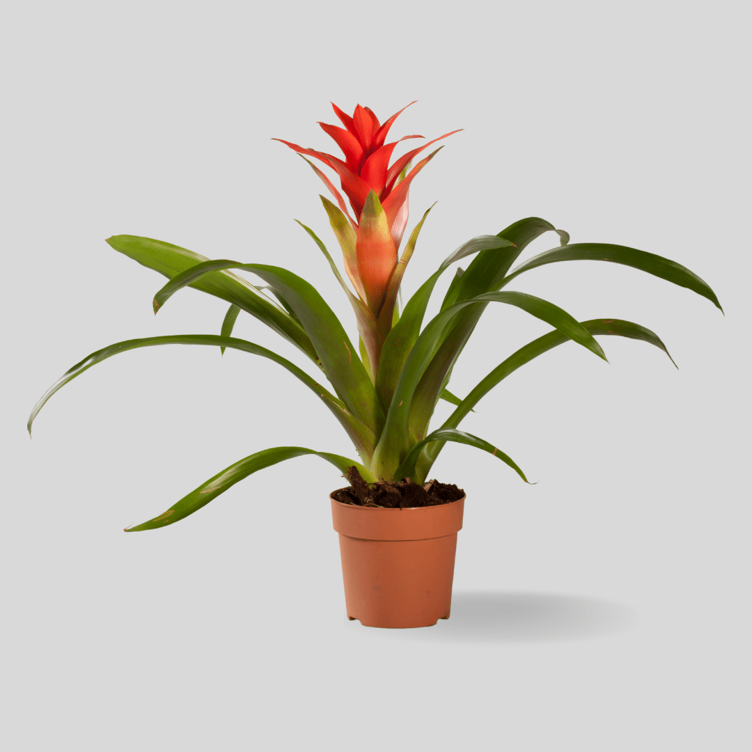 Guzmania -