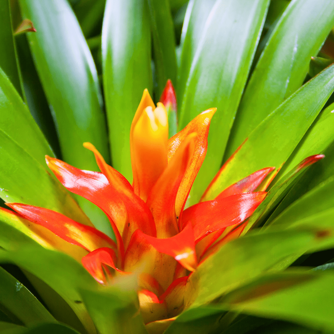 Guzmania -