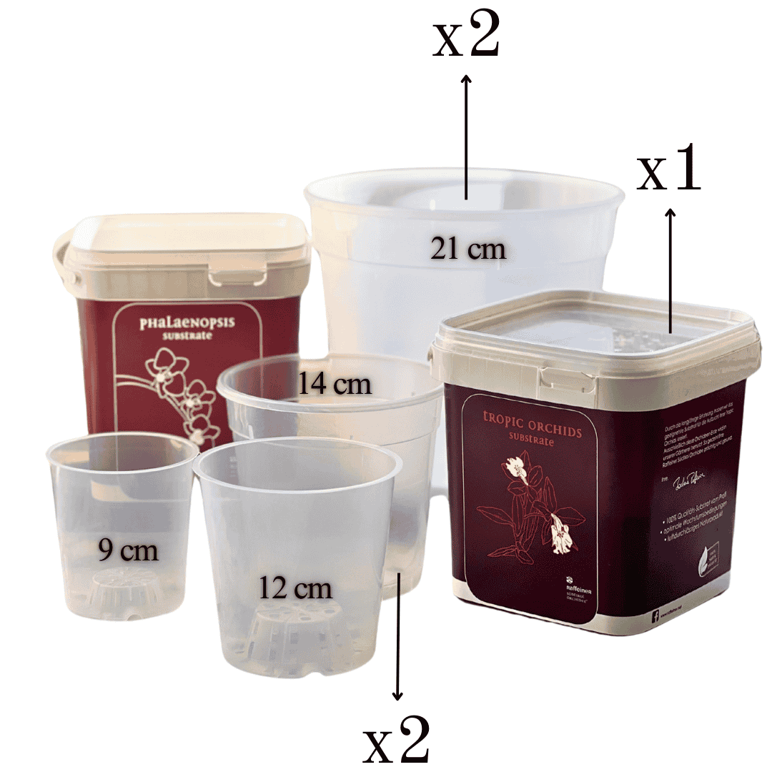 Kit Rinvaso Orchidee -