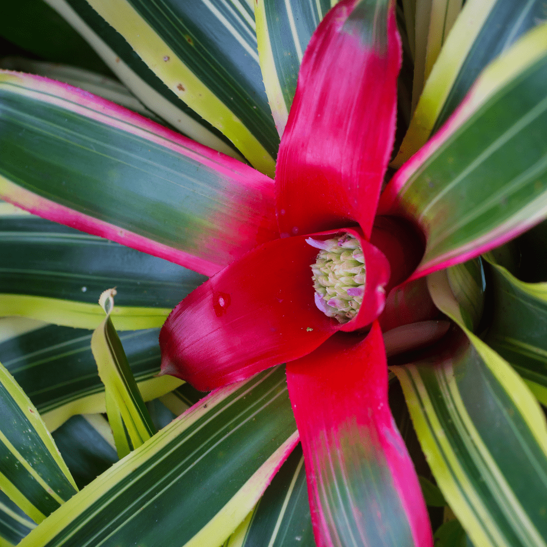 Neoregelia Fireball Variegato Ø9 -