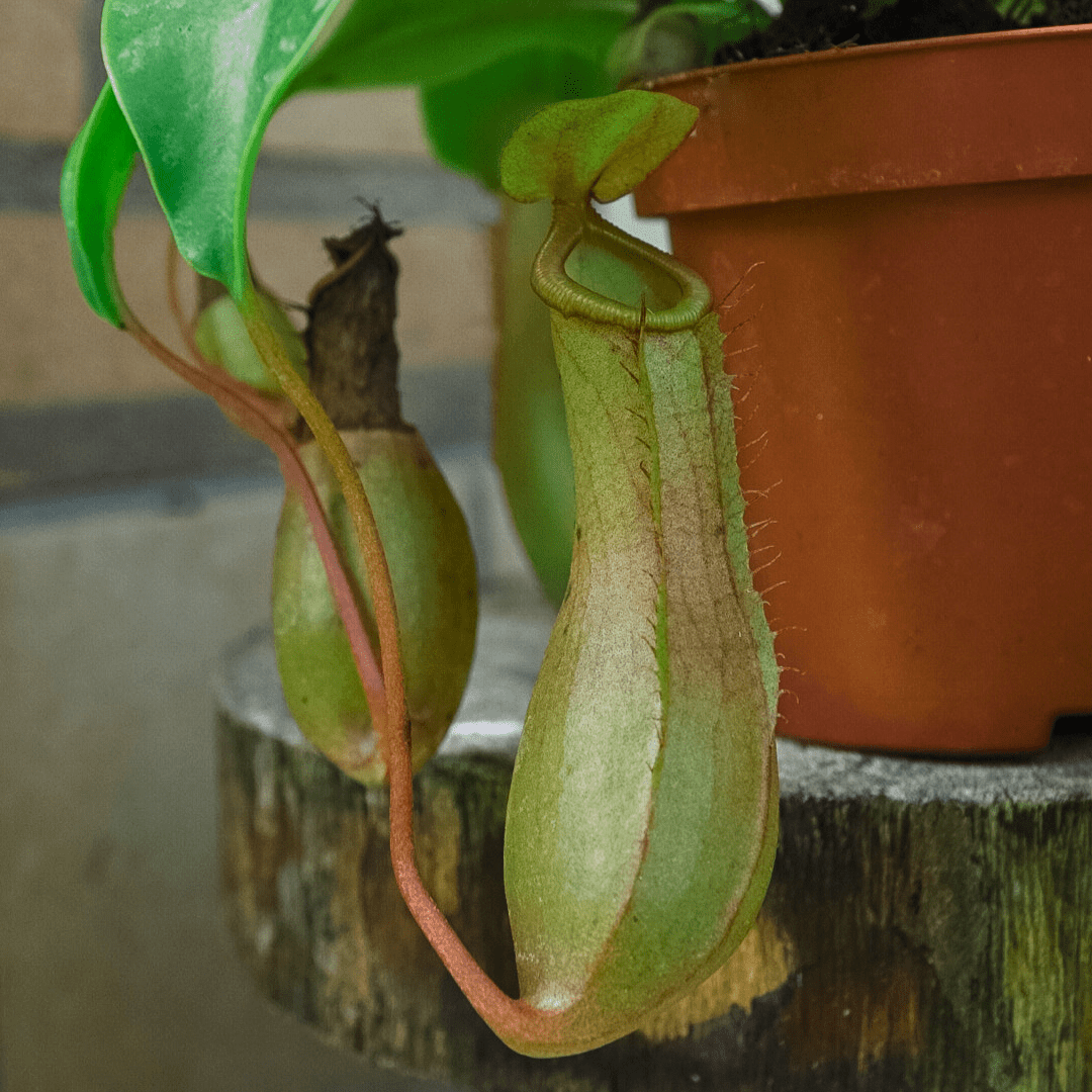 Nepenthes Ø9 -