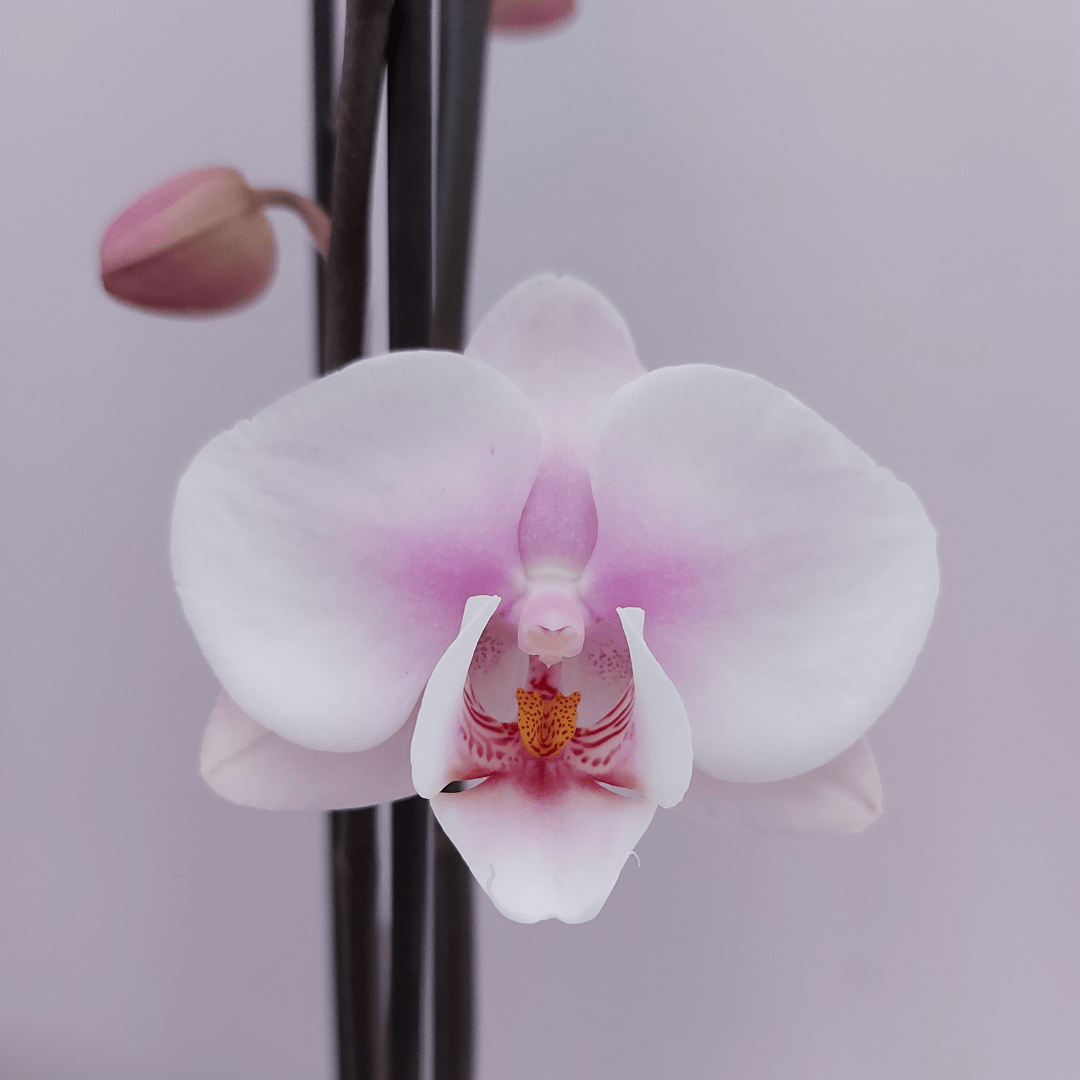Phalaenopsis Atlea Ø12 -