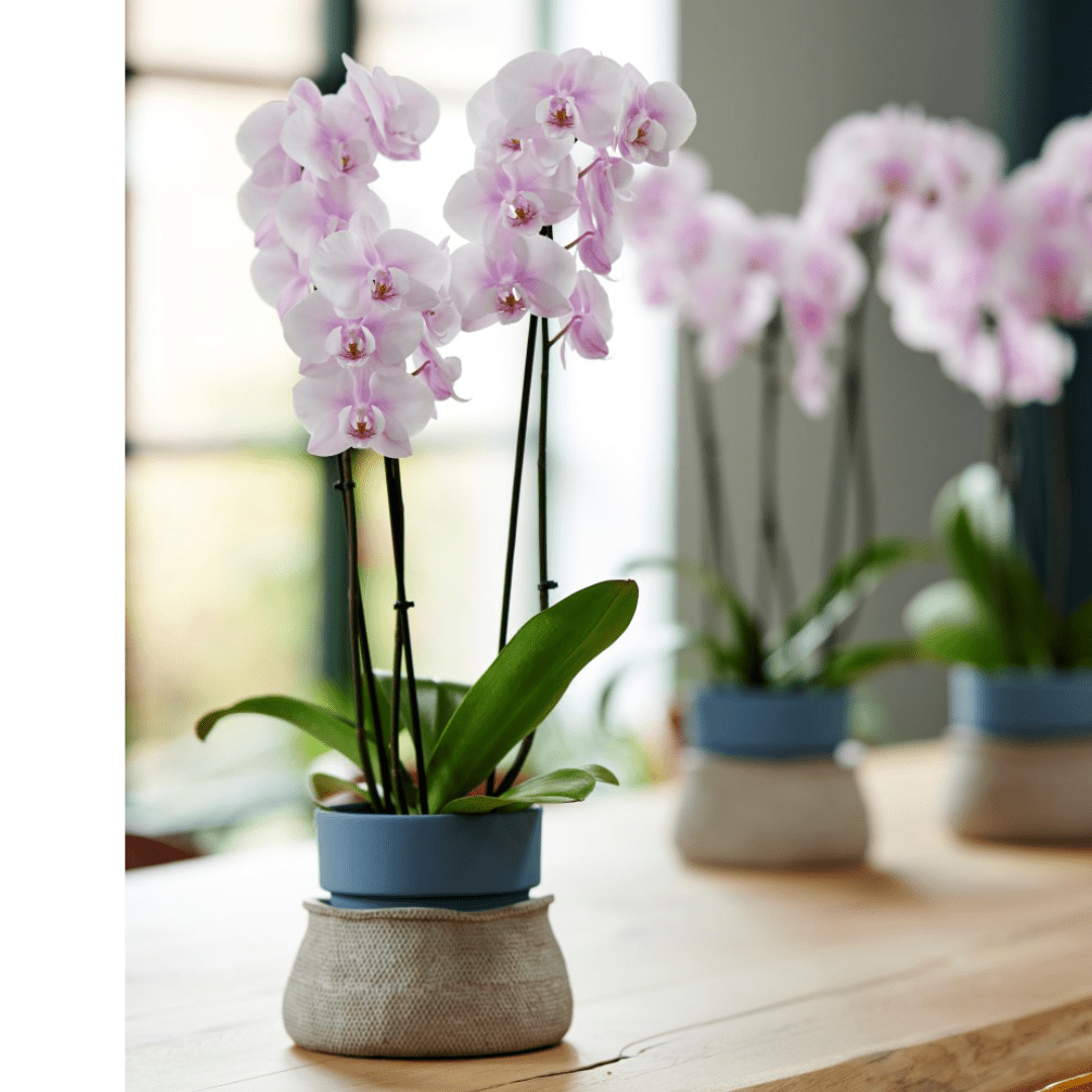 Phalaenopsis Atlea Ø12 -