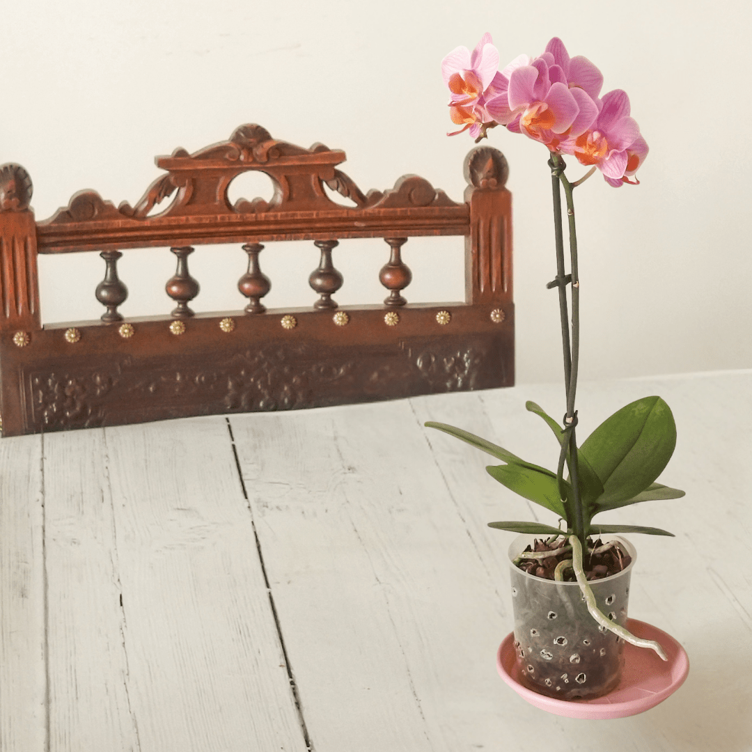 Phalaenopsis Mignon -