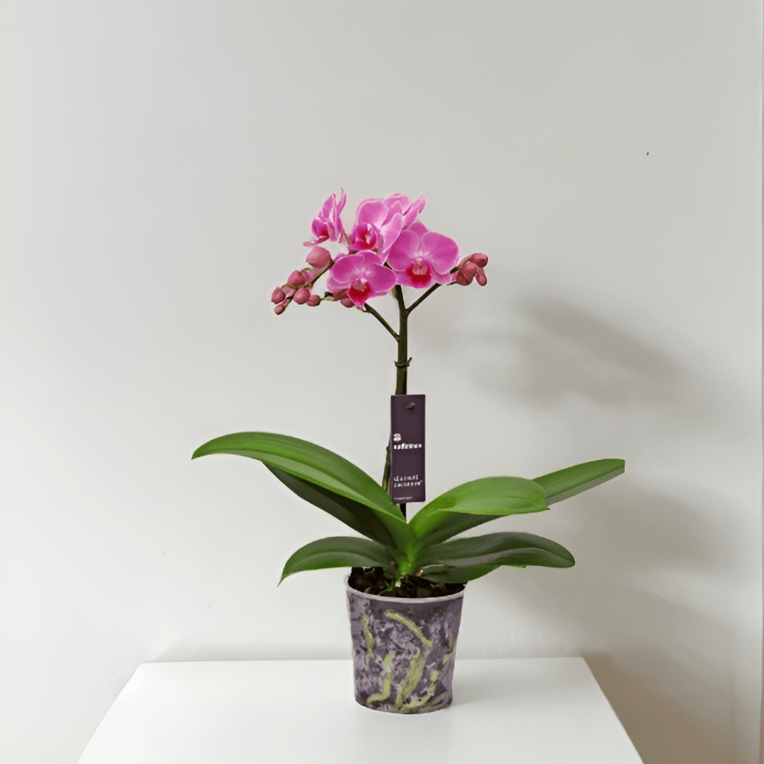 Phalaenopsis Mignon -