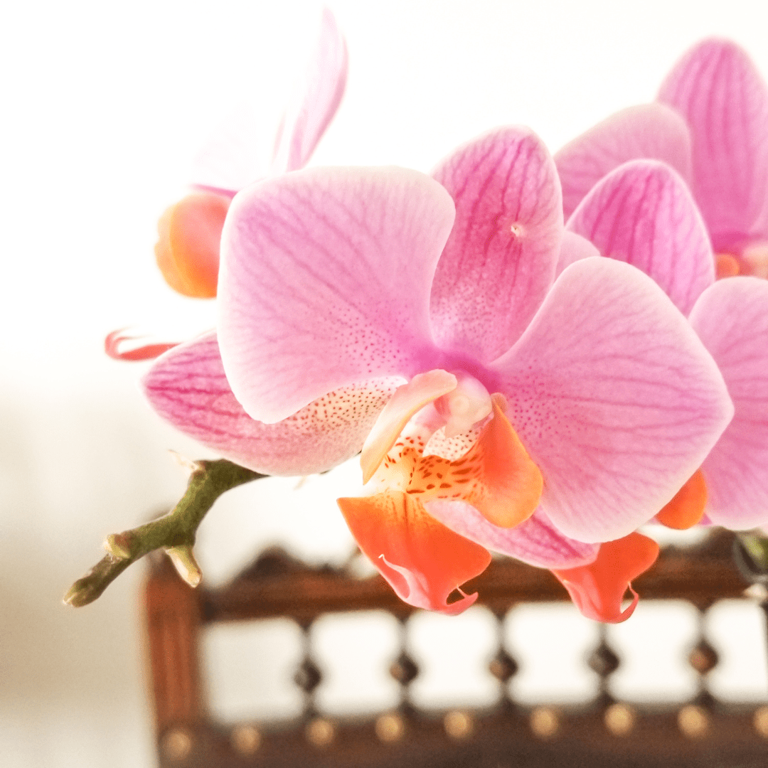 Phalaenopsis Mignon -