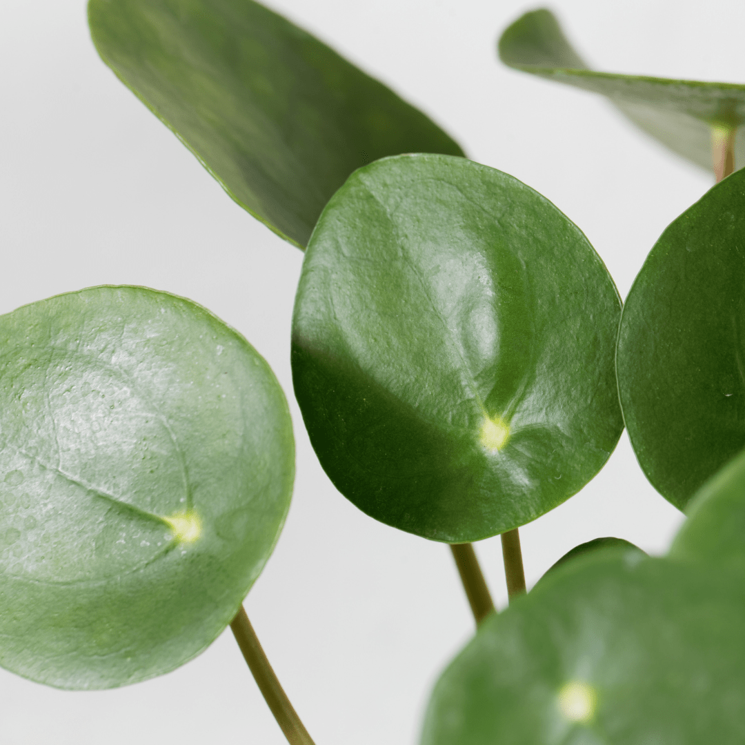 Pilea Peperomioides Ø9 -