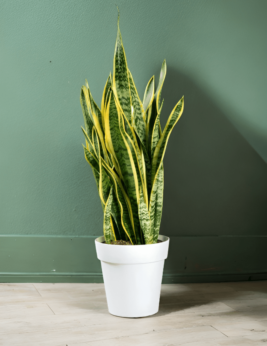 Sansevieria Laurentii -