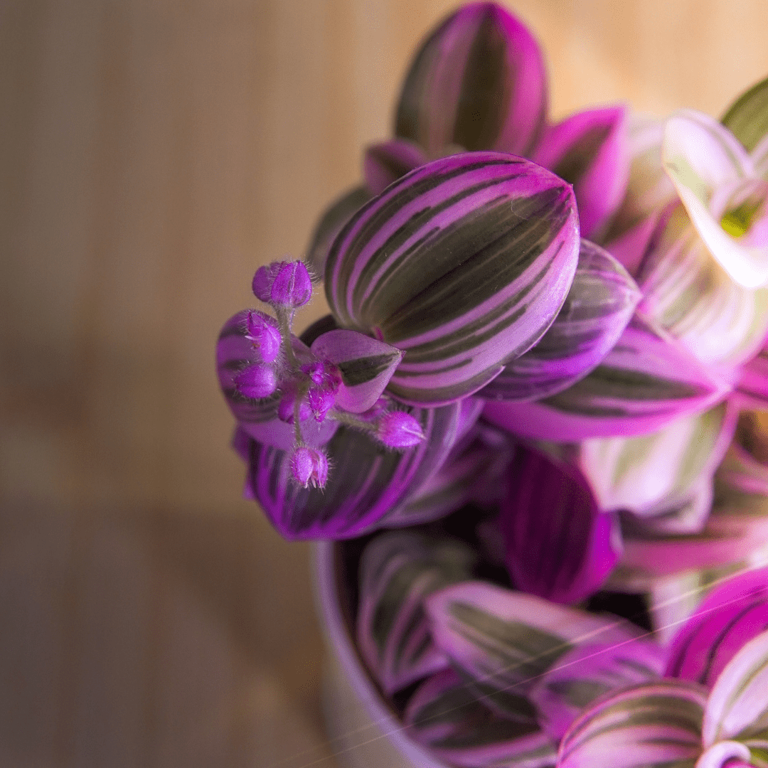 Tradescantia Albiflora Nanouk Ø9 -