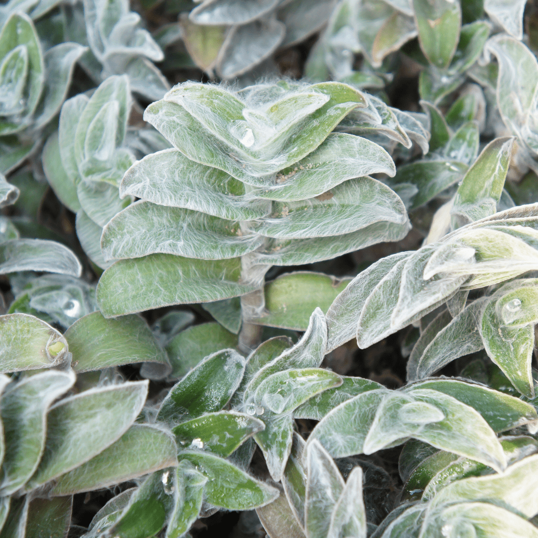Tradescantia Sillamontana Pelosa Ø18 Baschet -
