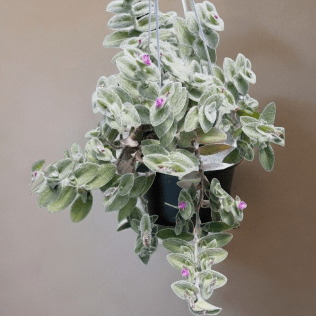 Tradescantia Sillamontana Pelosa Ø18 Baschet -