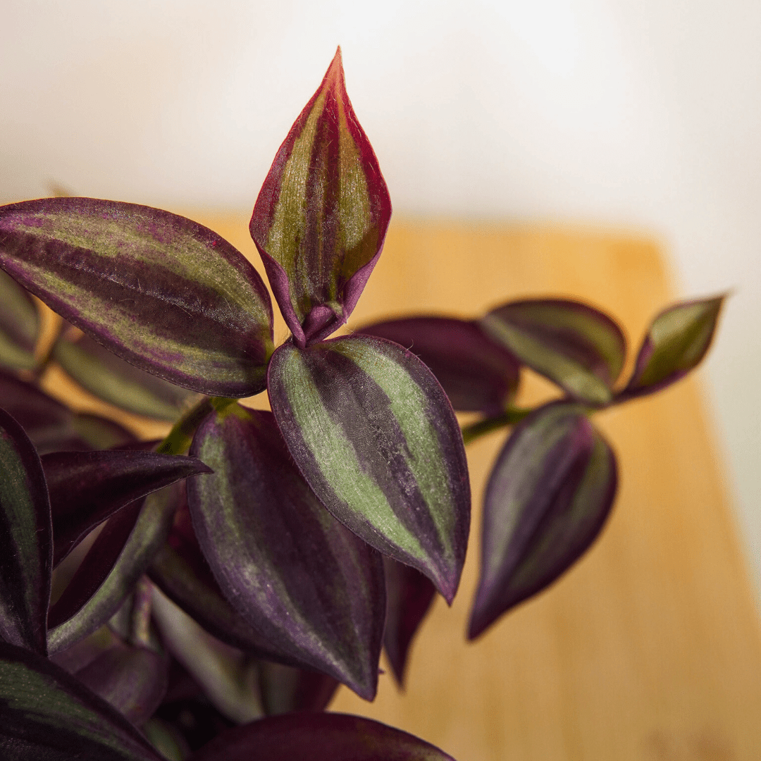 Tradescantia Zebrina Hill Ø9 -