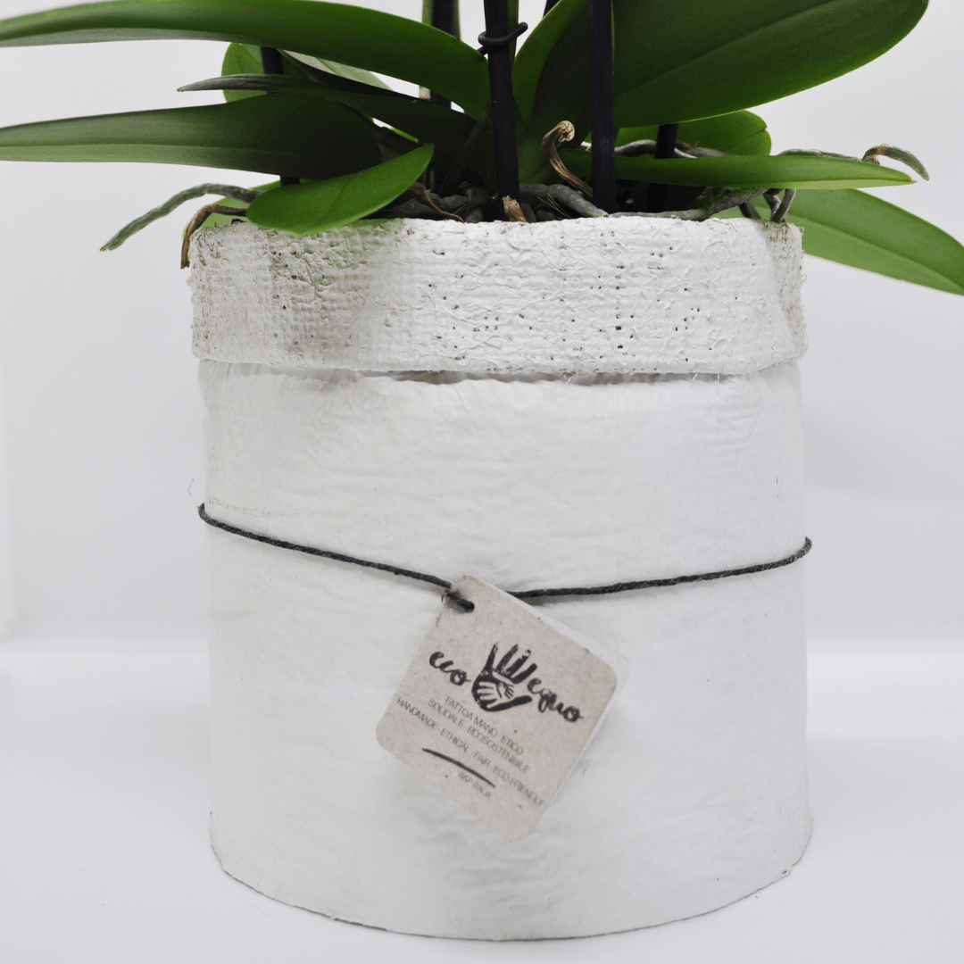 Vaso Collezione "Puglia" -