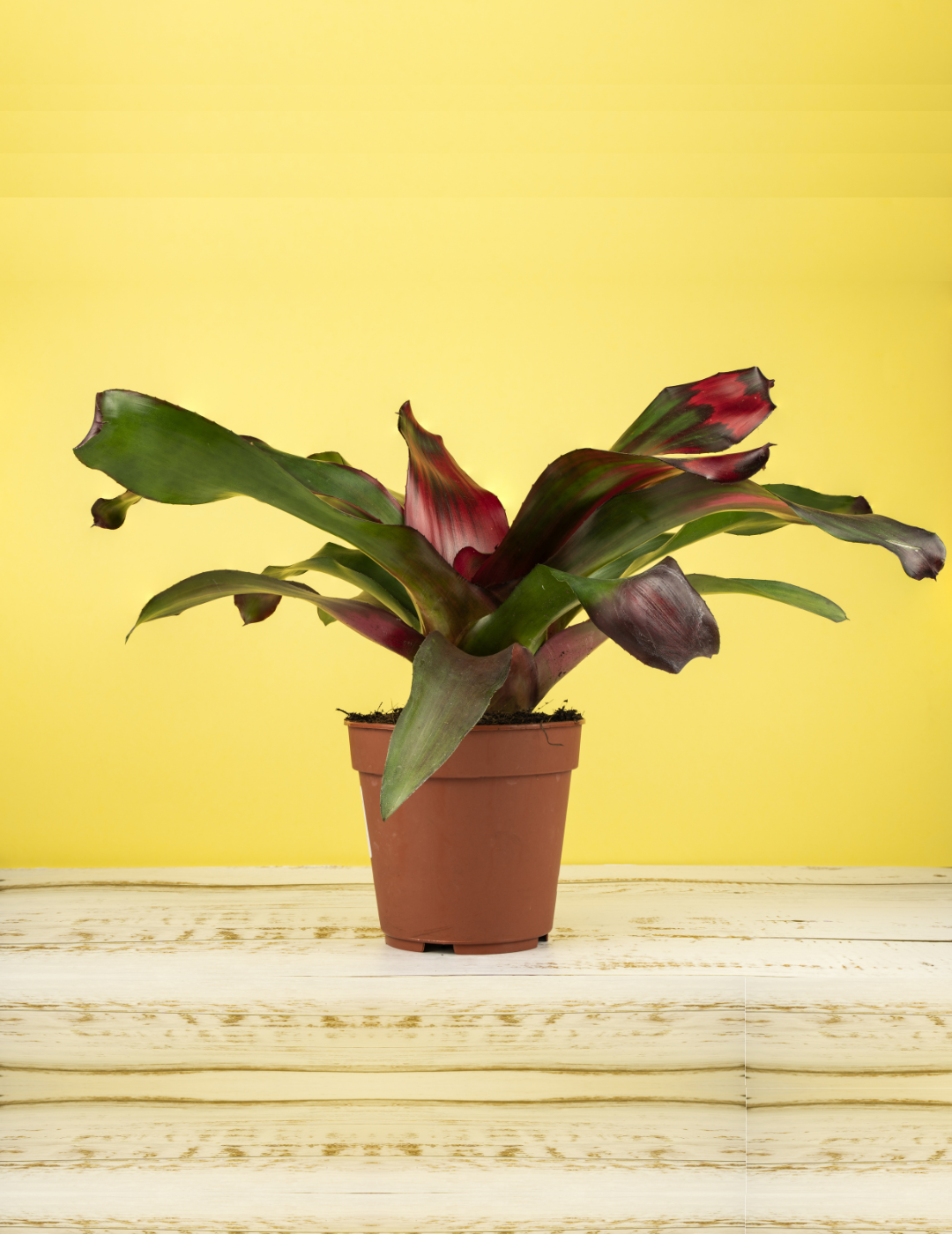 Neoregelia Morado Ø14