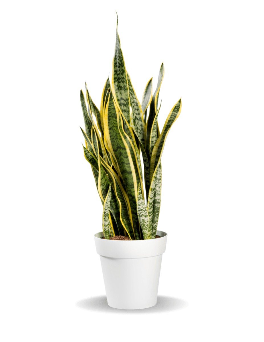 Sansevieria Laurentii -