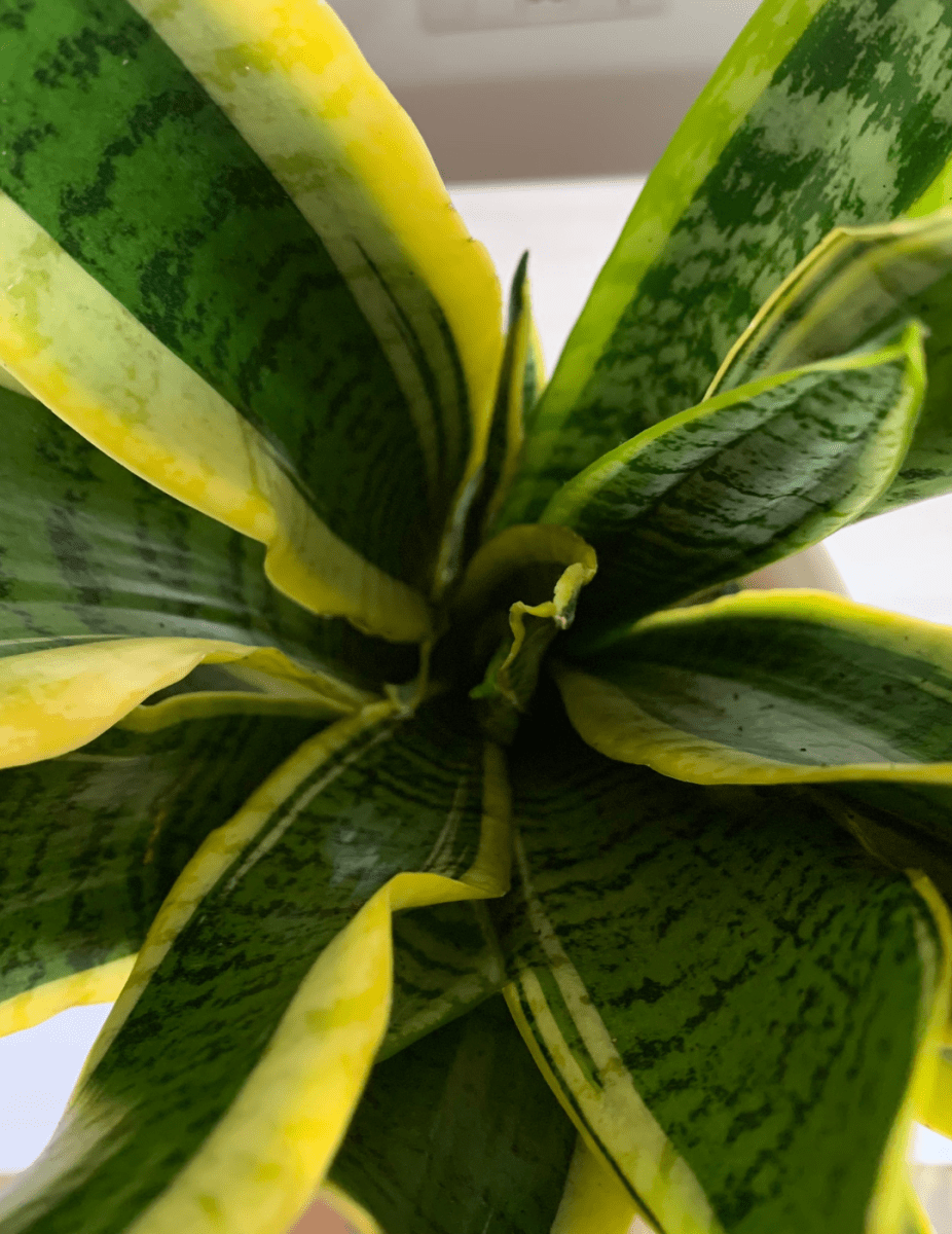 Sansevieria Laurentii -