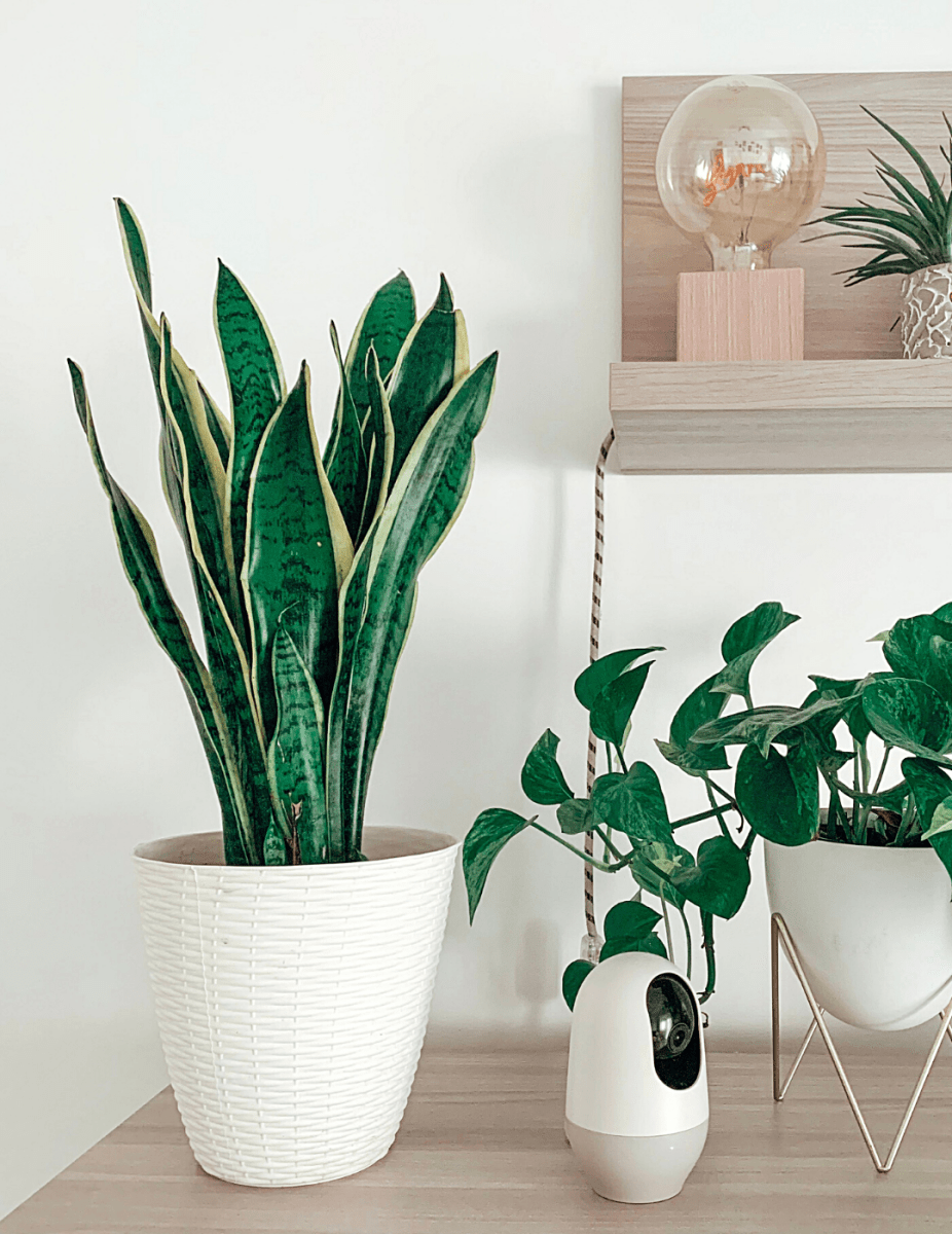 Sansevieria Laurentii -