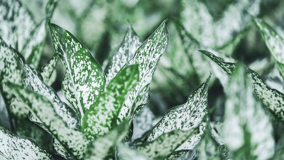 AGLAONEMA: Il TOP della purificazione! - Flogheter
