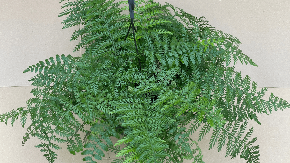 Asplenium: La pianta dalle mille leggende! - Flogheter