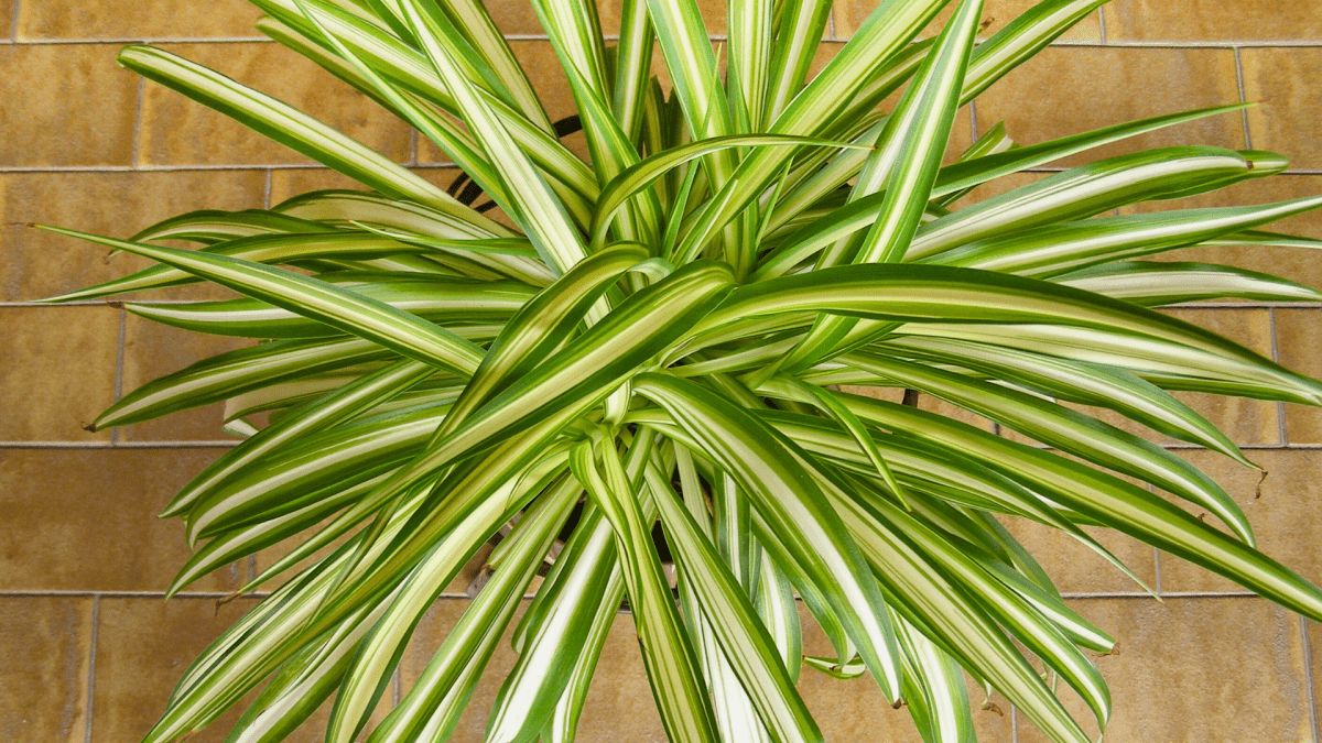 CHLOROPHYTUM: L'unico RAGNO amato da tutti! - Flogheter