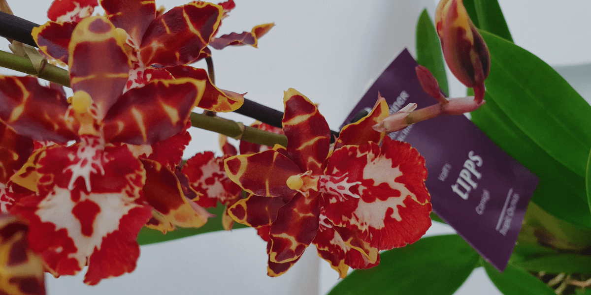 COLMANARA ANDREA RED: Un fiume rosso tutto l'anno! - Flogheter