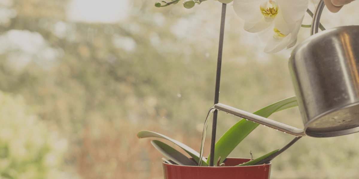 Come e Quando si annaffia un Orchidea? - Flogheter