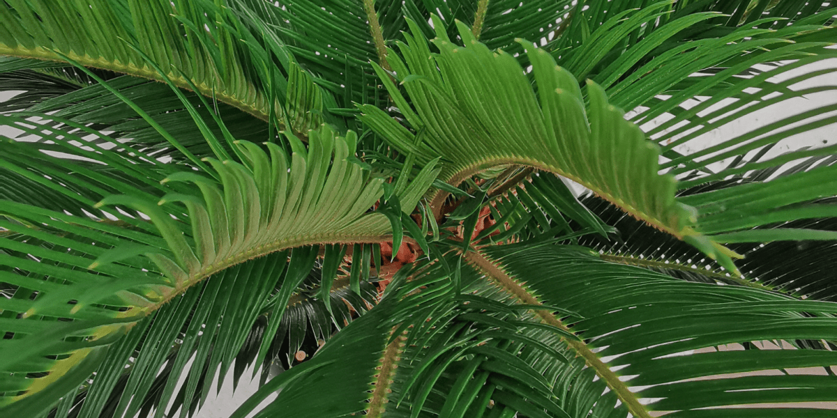 Come riconoscere una Cycas di qualità - Flogheter