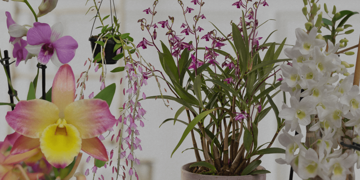 Dendrobium: Le 5 varietà da non perdersi! - Flogheter