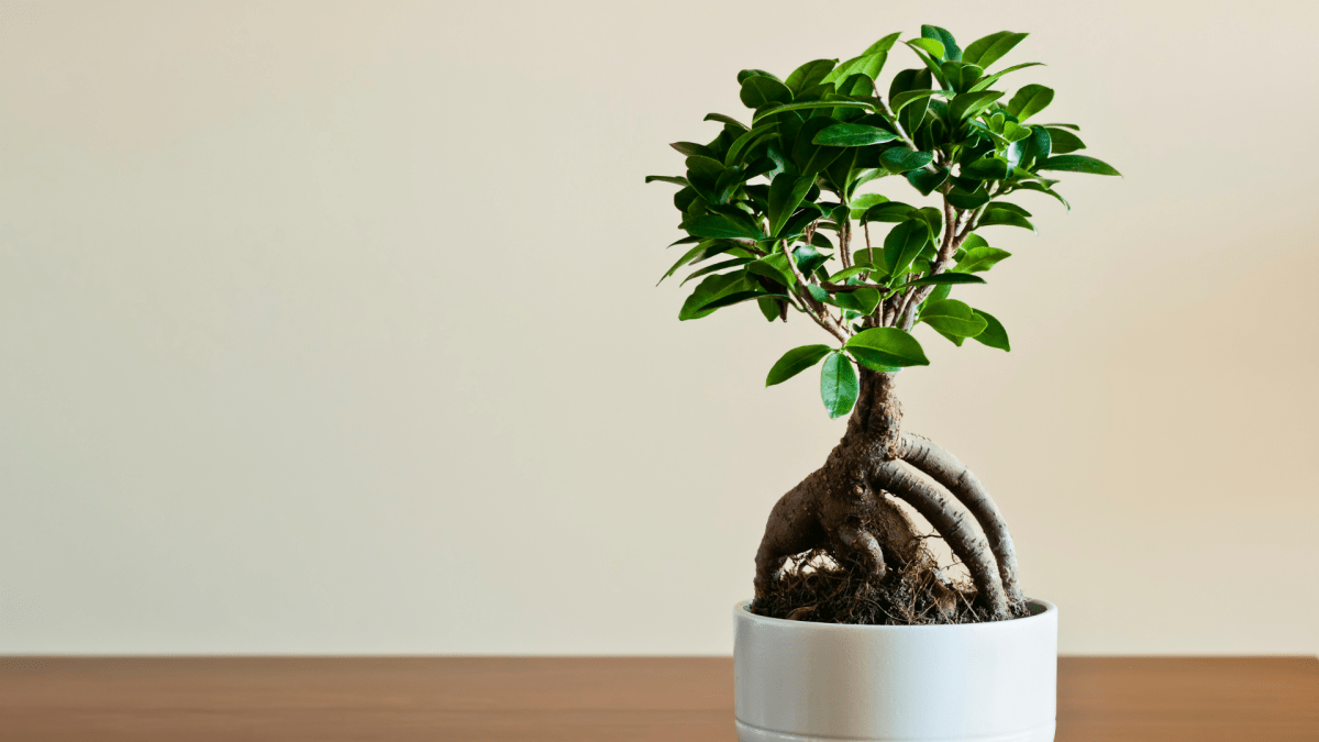 FICUS BONSAI: Un bonsai per amico - Flogheter