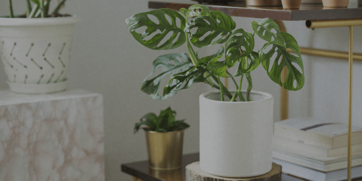 Monstera: Il primo passo verso la nostra Giungla Casalinga! - Flogheter