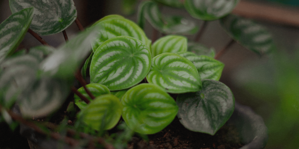 Peperomia - Flogheter