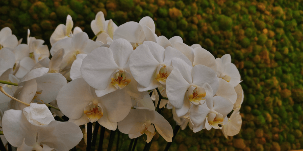 Phalaenopsis: Le 5 cure essenziali per farla fiorire! - Flogheter