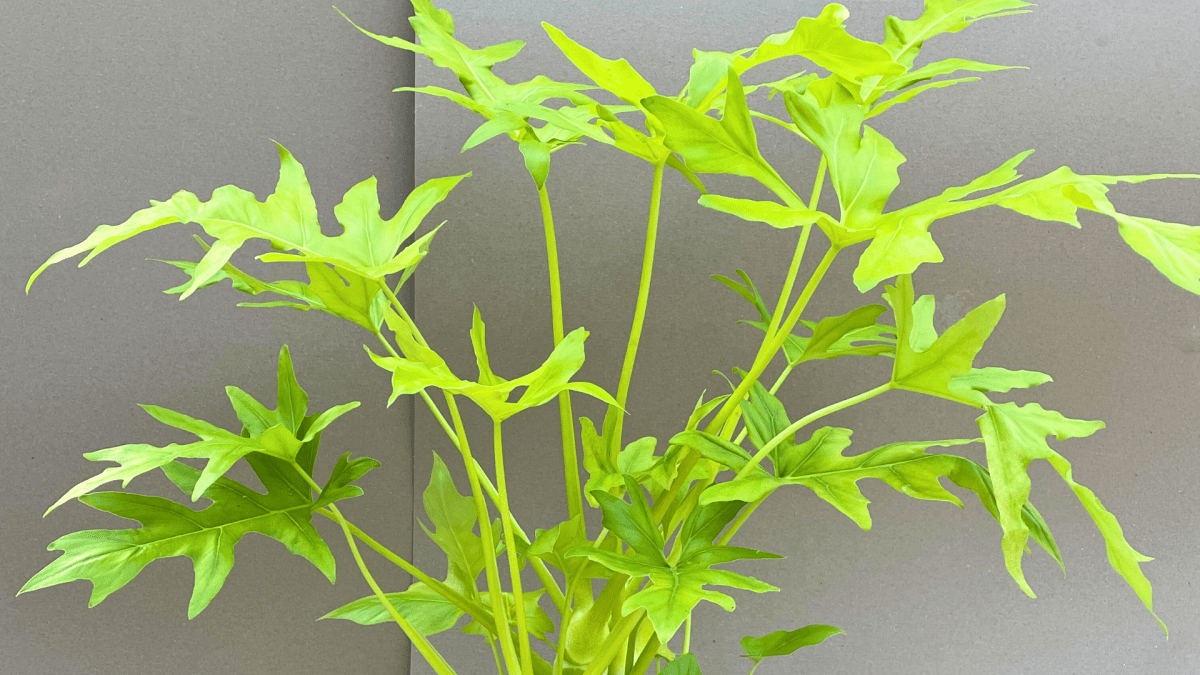 PHILODENDRON: Mille varietà in una sola anima - Flogheter