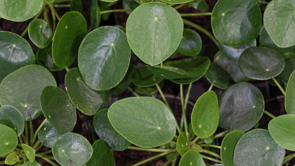 PILEA PEPEROMIOIDES: Monete e stile senza tempo - Flogheter