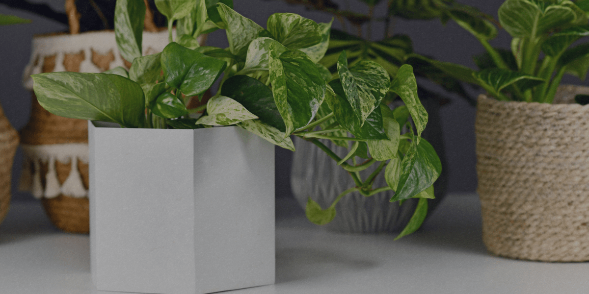 Pothos: La pianta dai super poteri! - Flogheter