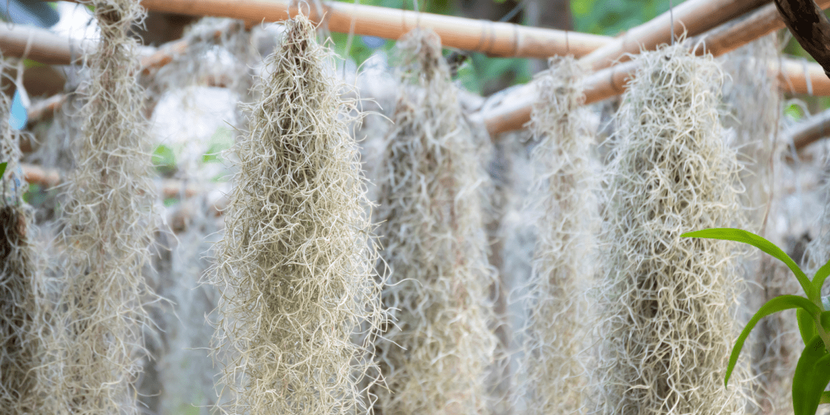 Tillandsia: Il limite è solo la fantasia! - Flogheter