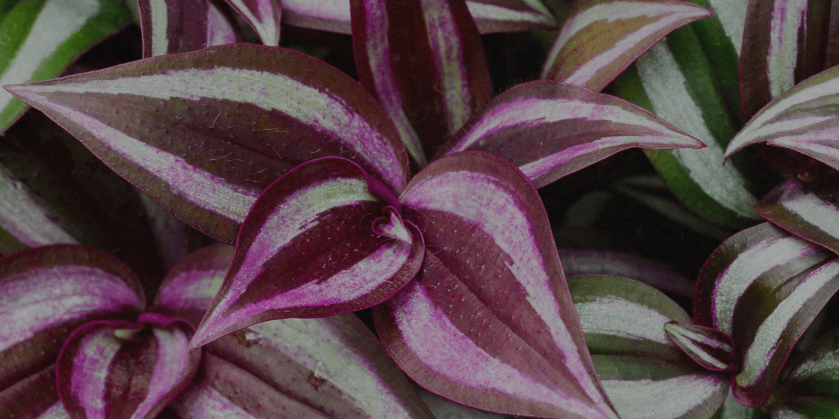 Tradescantia - Flogheter
