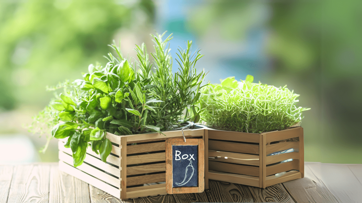 Box Aromatiche Multi-Pianta - Flogheter