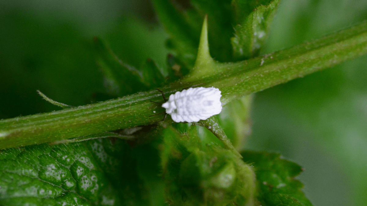 Cocciniglia - Flogheter
