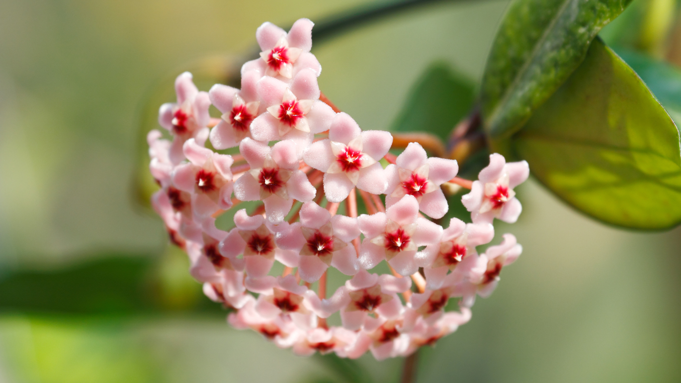 Hoya: La pianta dai fiori di cera
