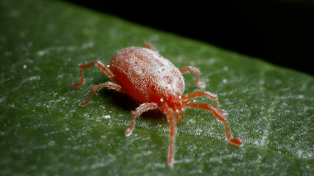 Ragnetto rosso, afidi ed acari - Flogheter