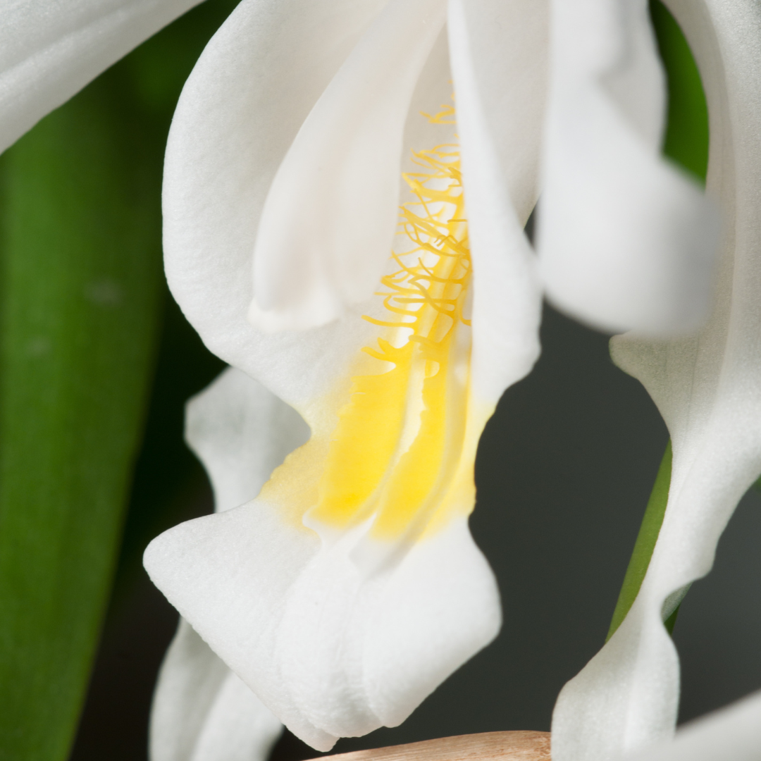 Coelogyne Cristata