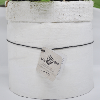 Vaso Collezione "Puglia" 9cm