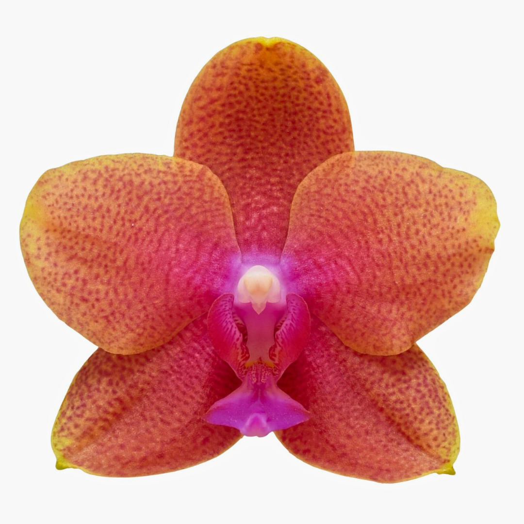 Phalaenopsis Bolgheri Ø9