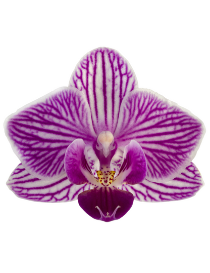 Phalaenopsis Lollipop Ø9